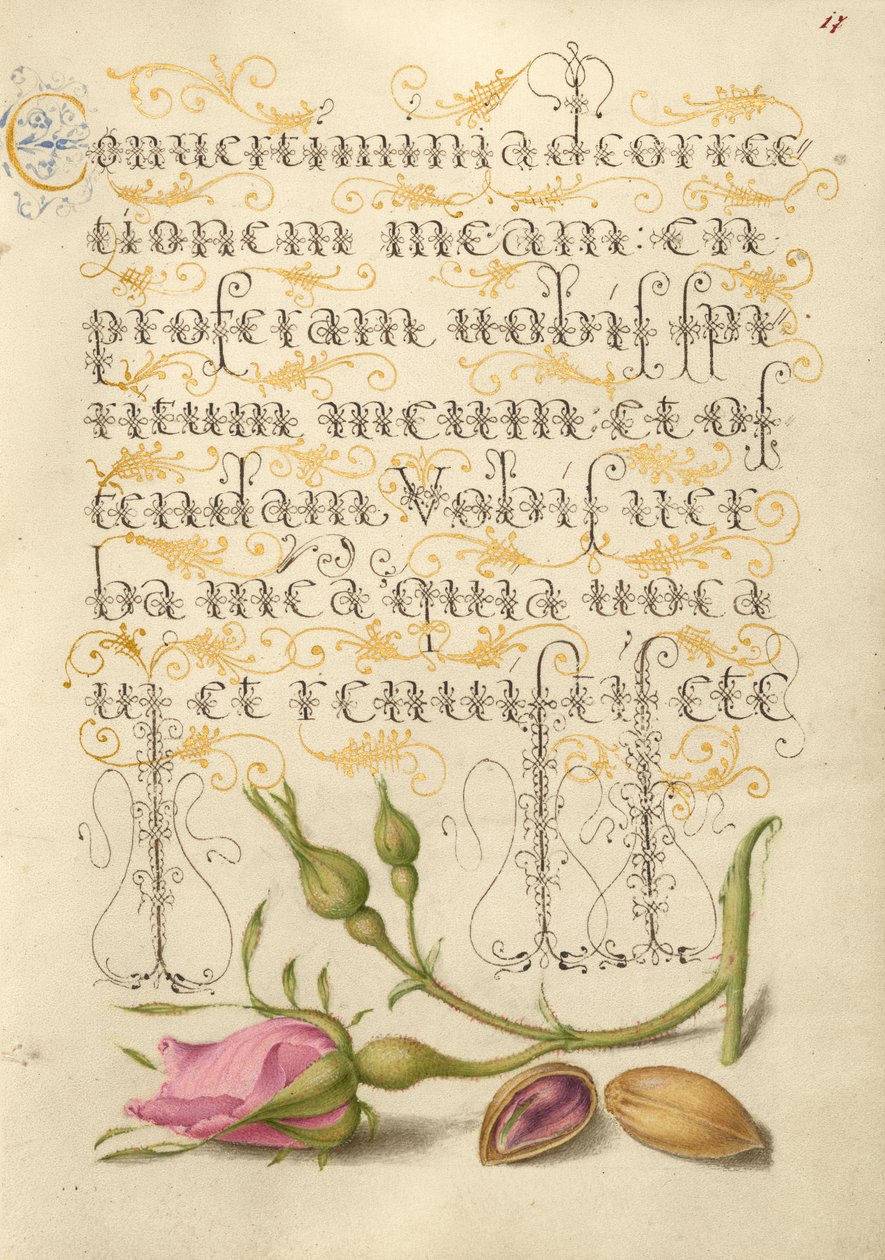 Rosa francese e pistacchio da Joris Hoefnagel