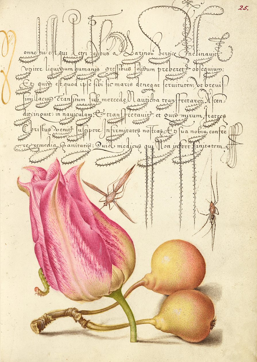 Insetto immaginario, tulipano, ragno e pera comune da Joris Hoefnagel