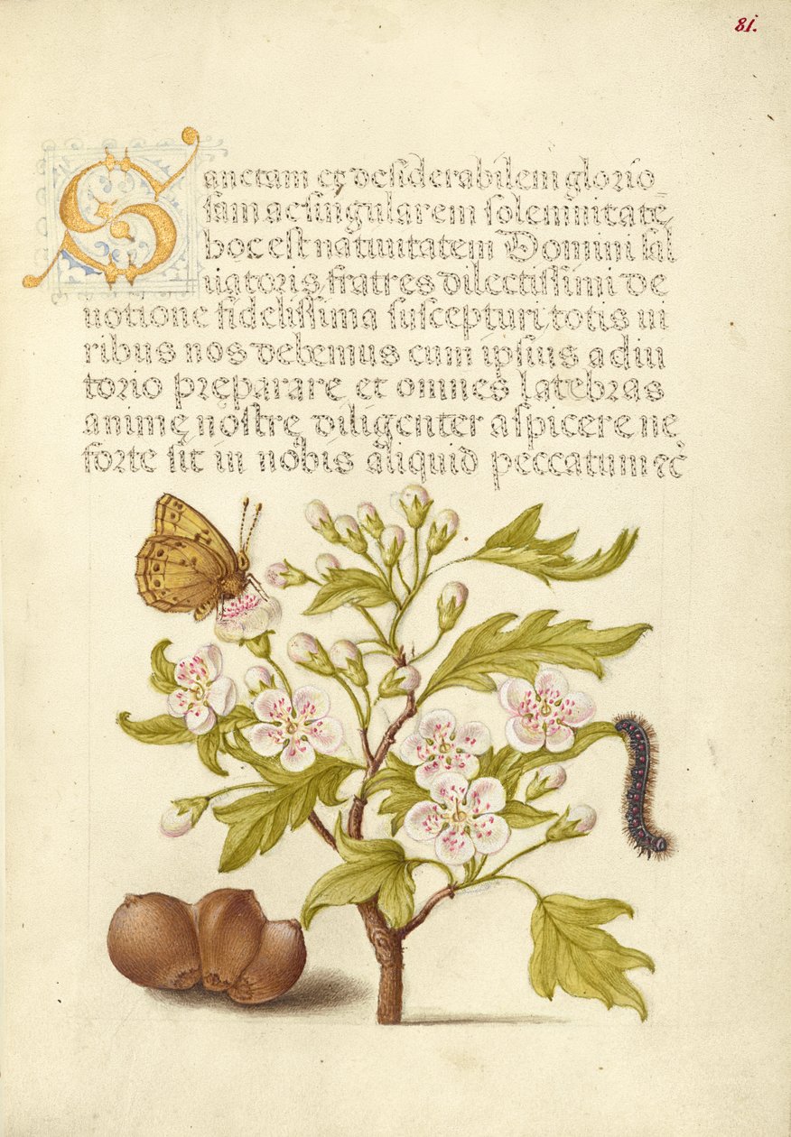 Insetto, biancospino inglese, bruco e filiberto europeo da Joris Hoefnagel