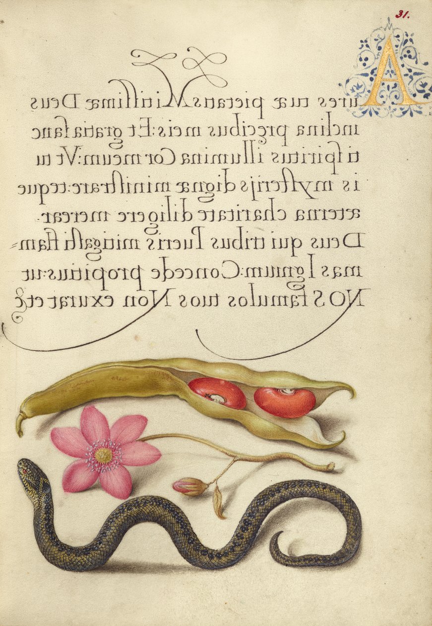 Fagiolo renale, anemone papavero e vipera da Joris Hoefnagel