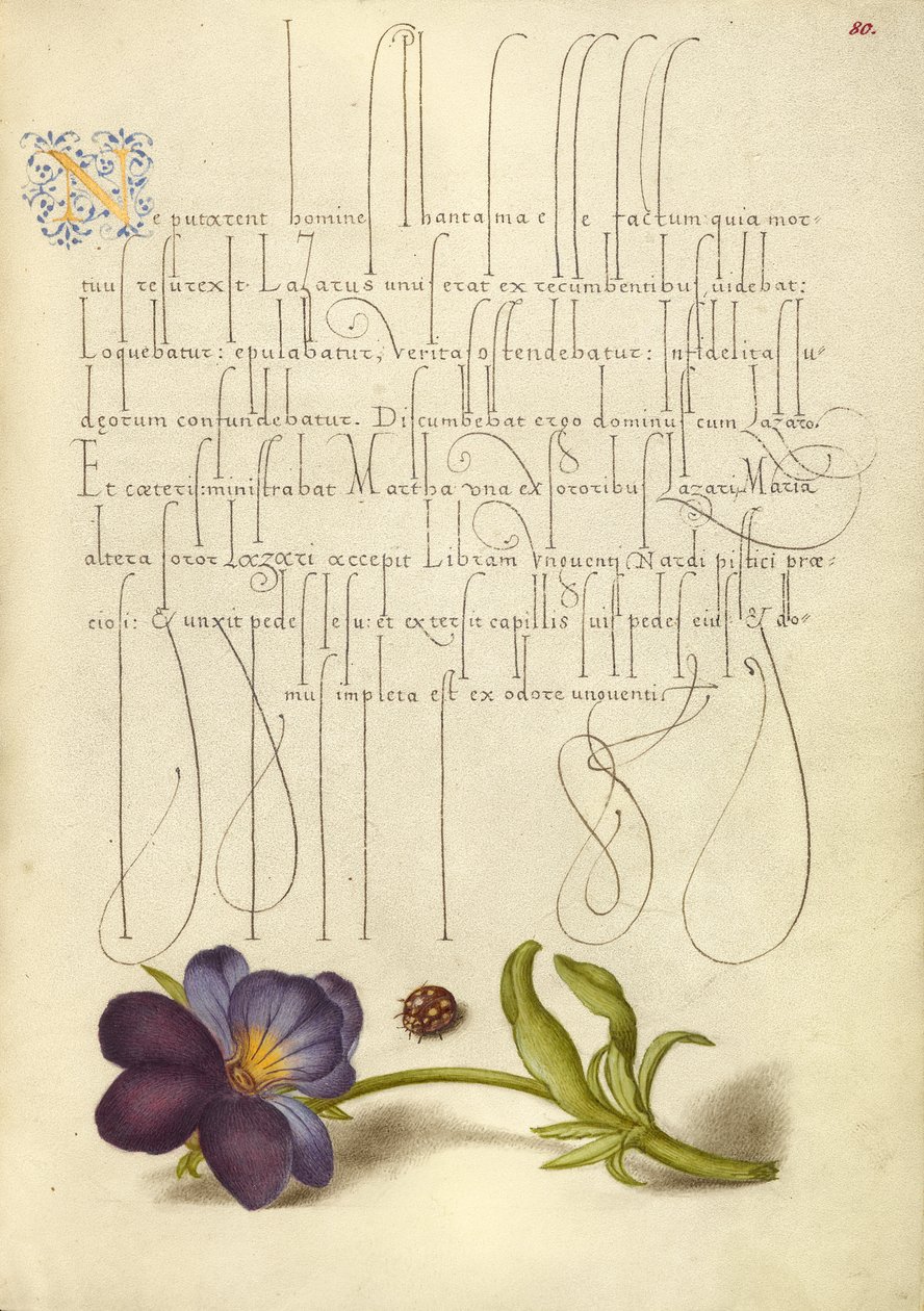 Coccinella e viola del pensiero da Joris Hoefnagel