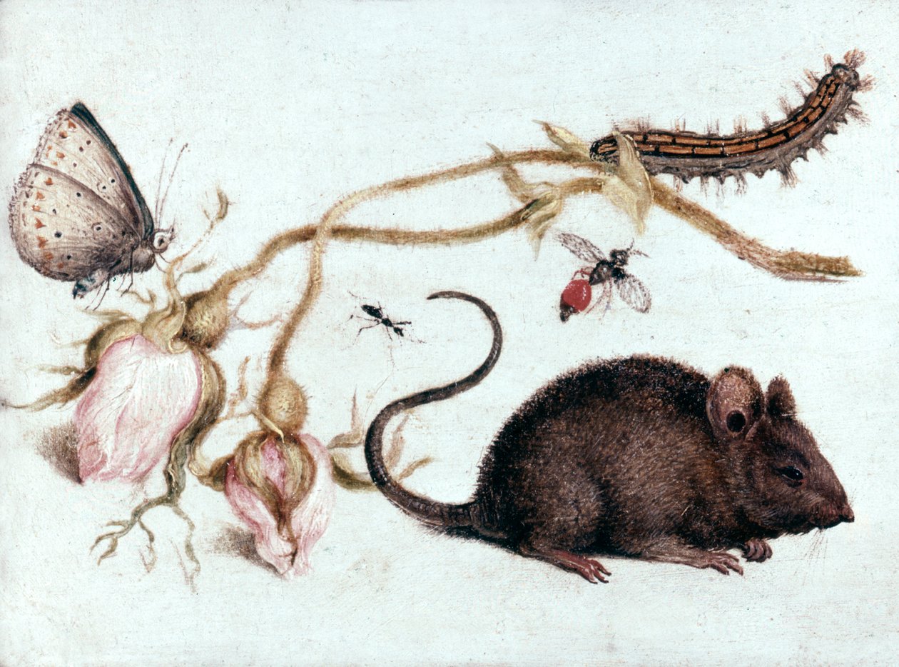Topo, fiore e insetto da Joris Hoefnagel