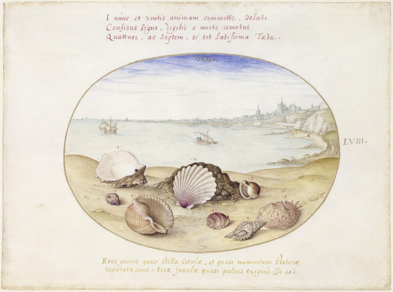 Conchiglie e veduta di Cadice, foglio LVIII da Joris Hoefnagel