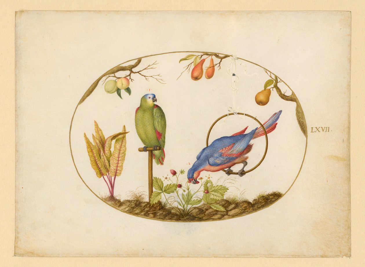 Pappagalli, tavola LXVII da Joris Hoefnagel