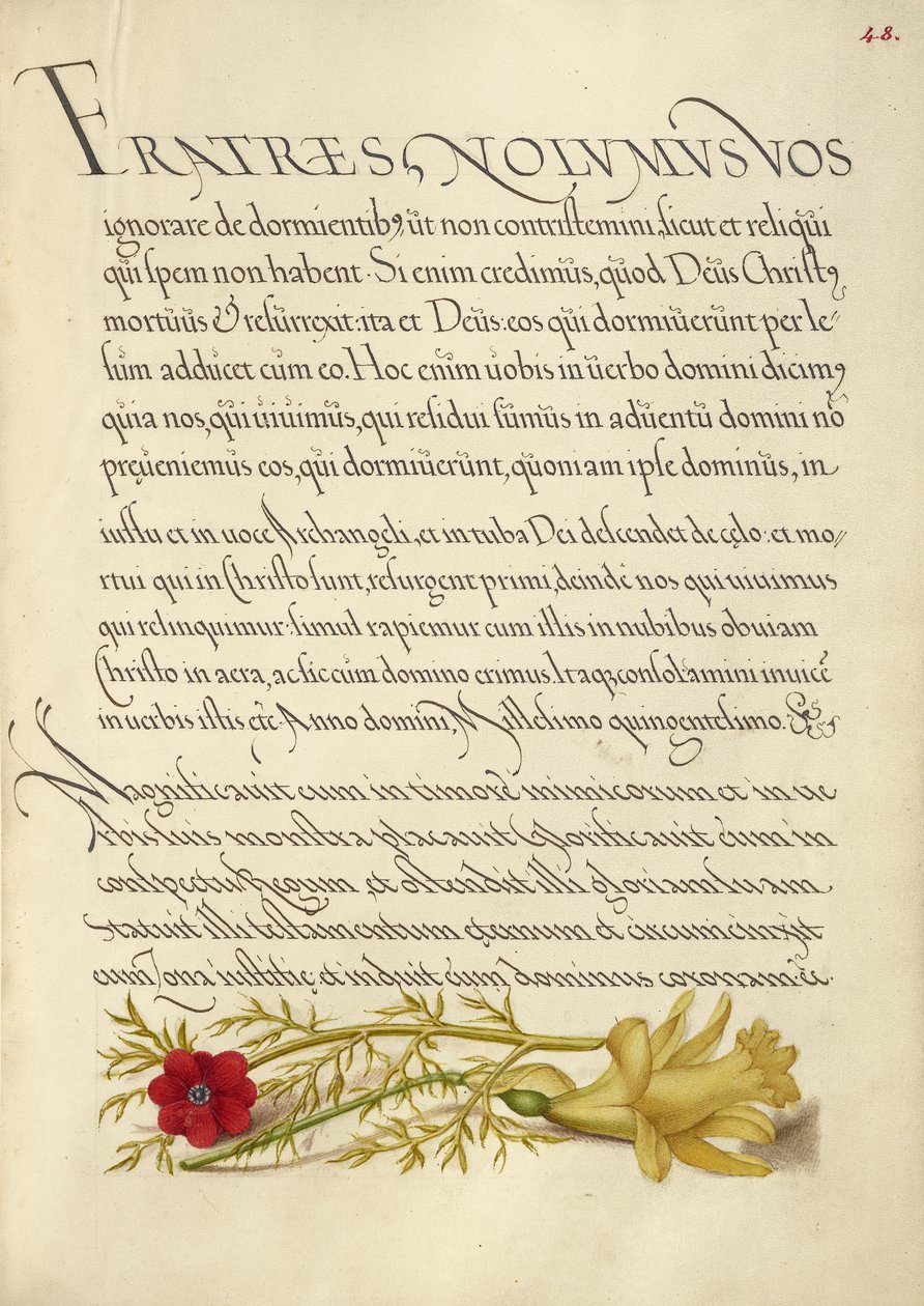 Occhio di fagiano e ranuncolo da Joris Hoefnagel
