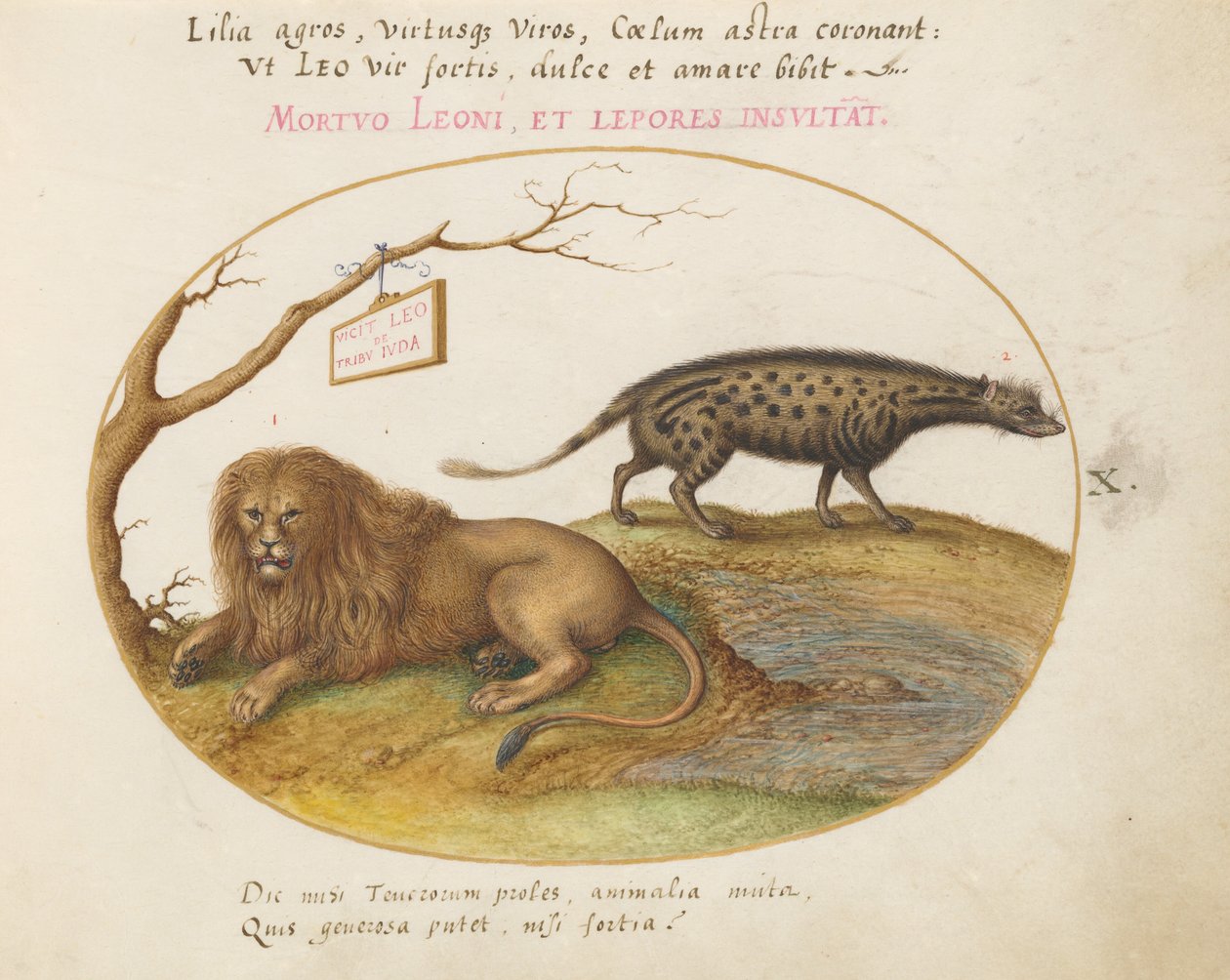 Tavola 10: Un Leone e un Gatto Civetta da Joris Hoefnagel