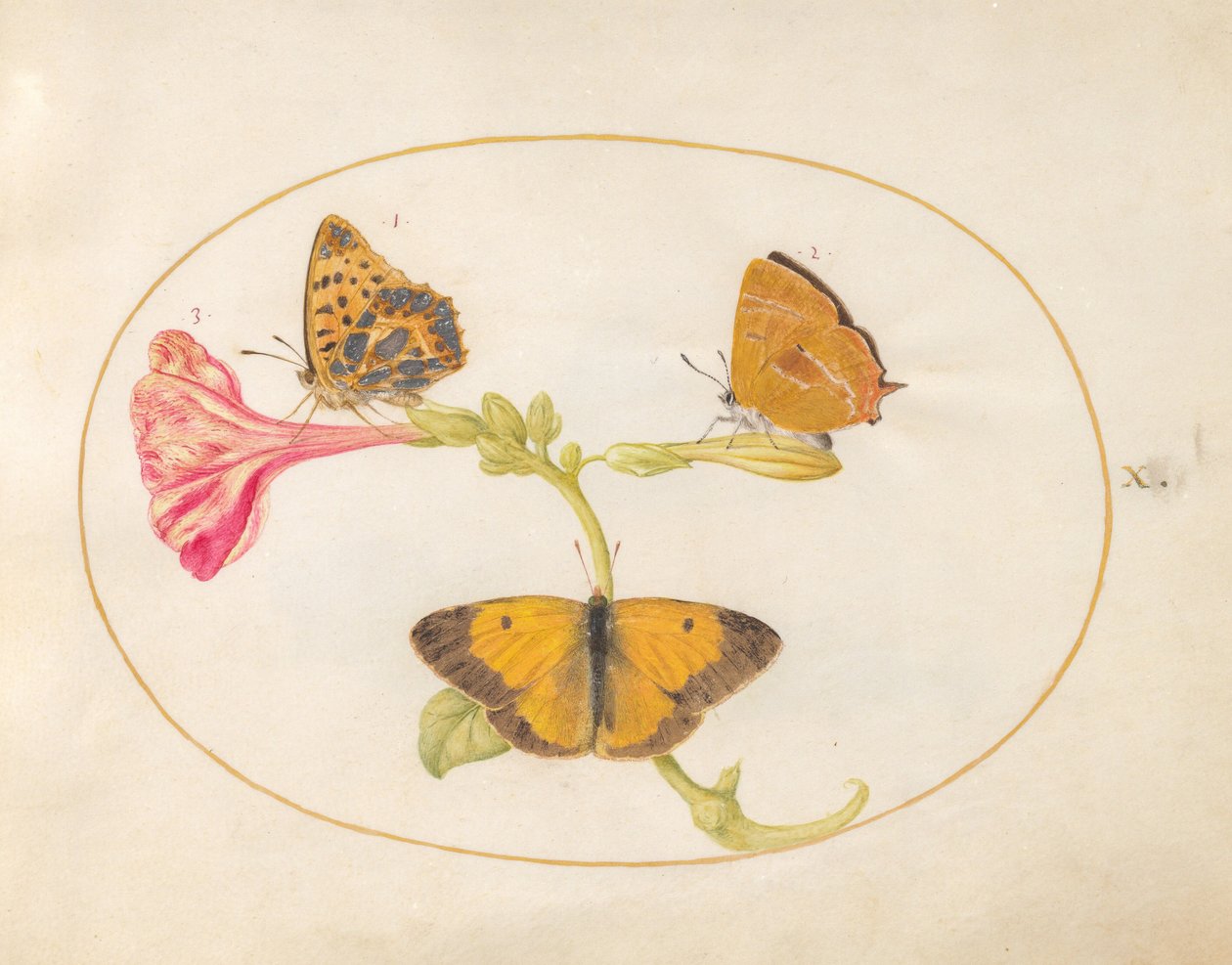 Tavola 10: Tecla della betulla, fritillaria argentata e colias crocea su un fiore della bella di notte da Joris Hoefnagel