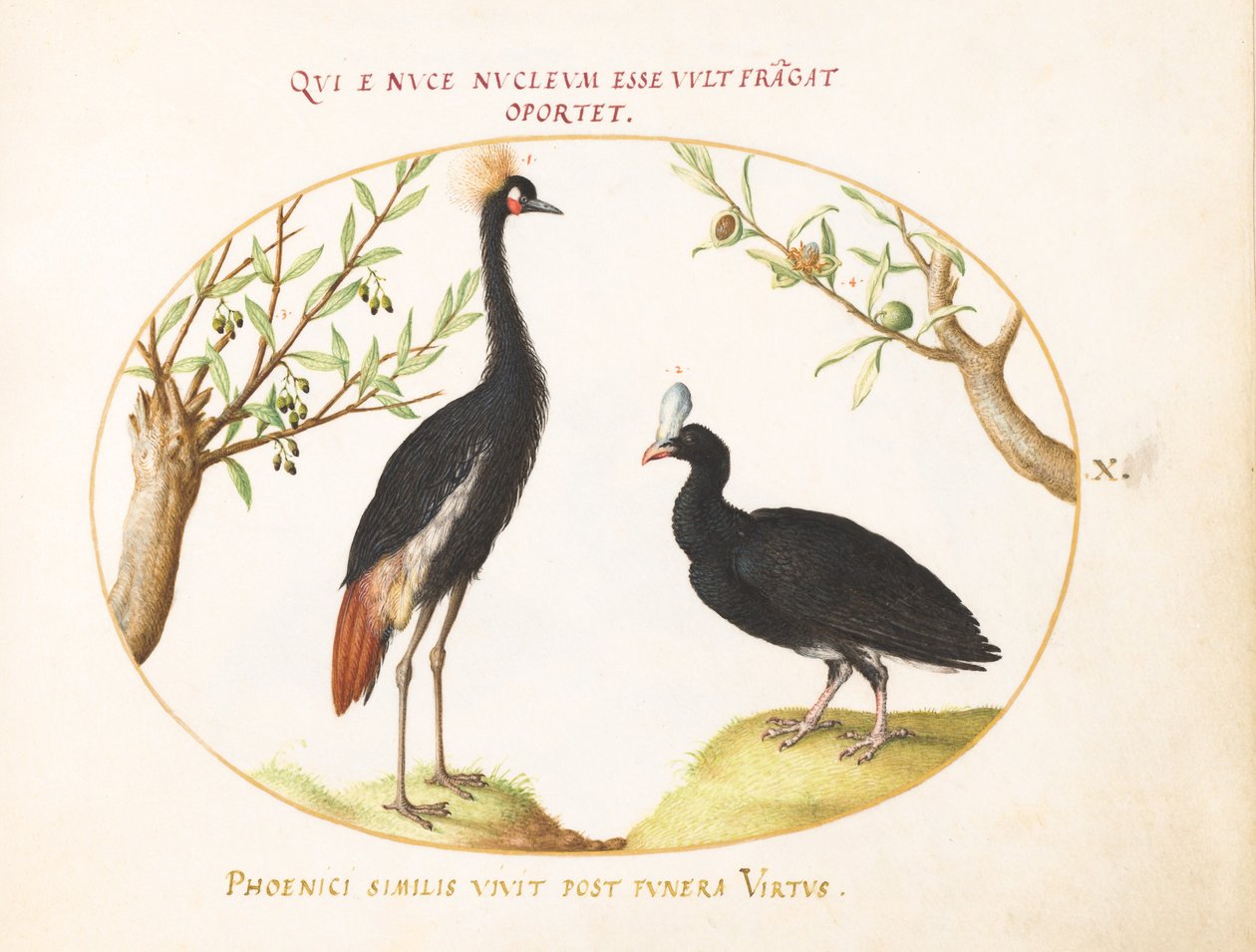 Tavola 10: Gru coronata grigia e curassow elmetto da Joris Hoefnagel