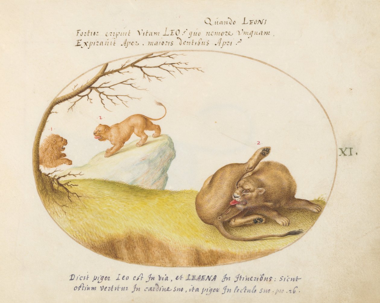 Una leonessa con due leoni sullo sfondo da Joris Hoefnagel