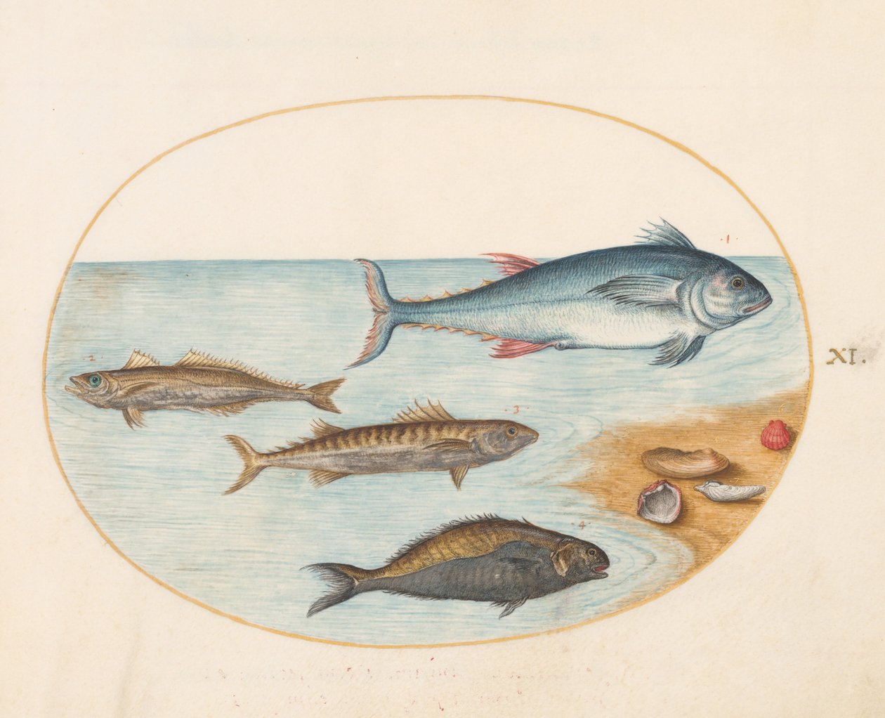 Tavola 11: Quattro pesci e conchiglie da Joris Hoefnagel