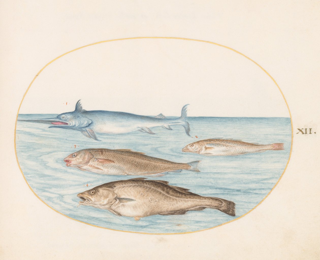 Tavola 12: Un pesce spada e altri tre pesci da Joris Hoefnagel