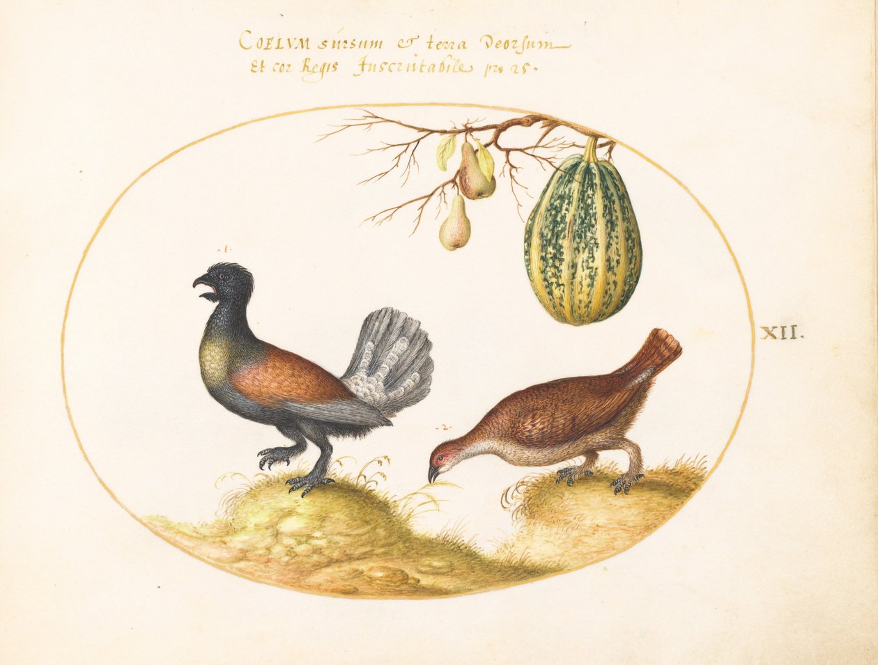 Tavola 12: Coppia di galli cedroni con un melone e pere da Joris Hoefnagel