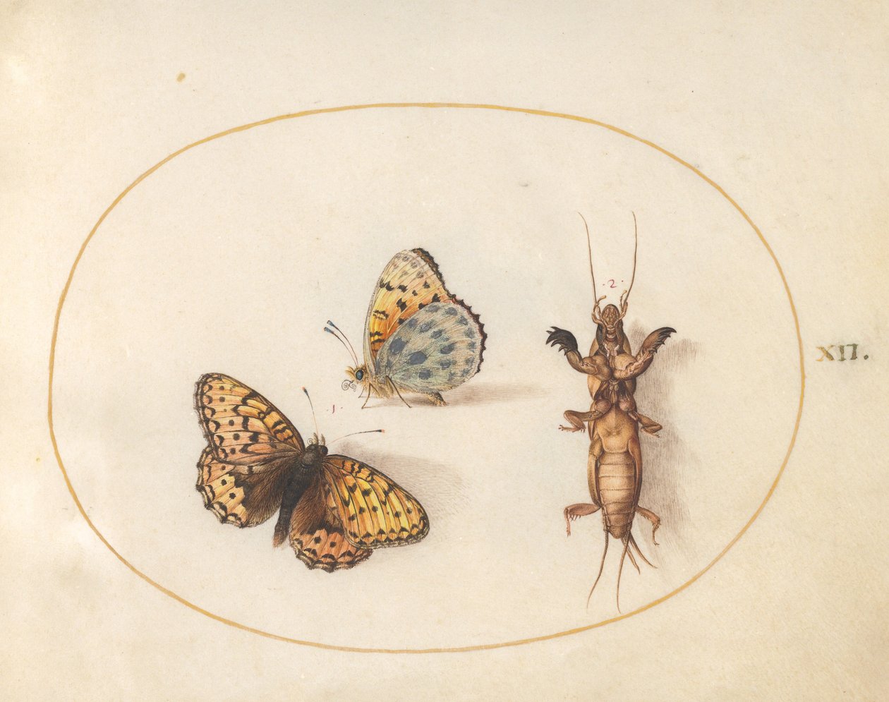 Tavola 12: Due Vedute di una Farfalla (Argynnis Paphia?) e un Grillo Talpa da Joris Hoefnagel