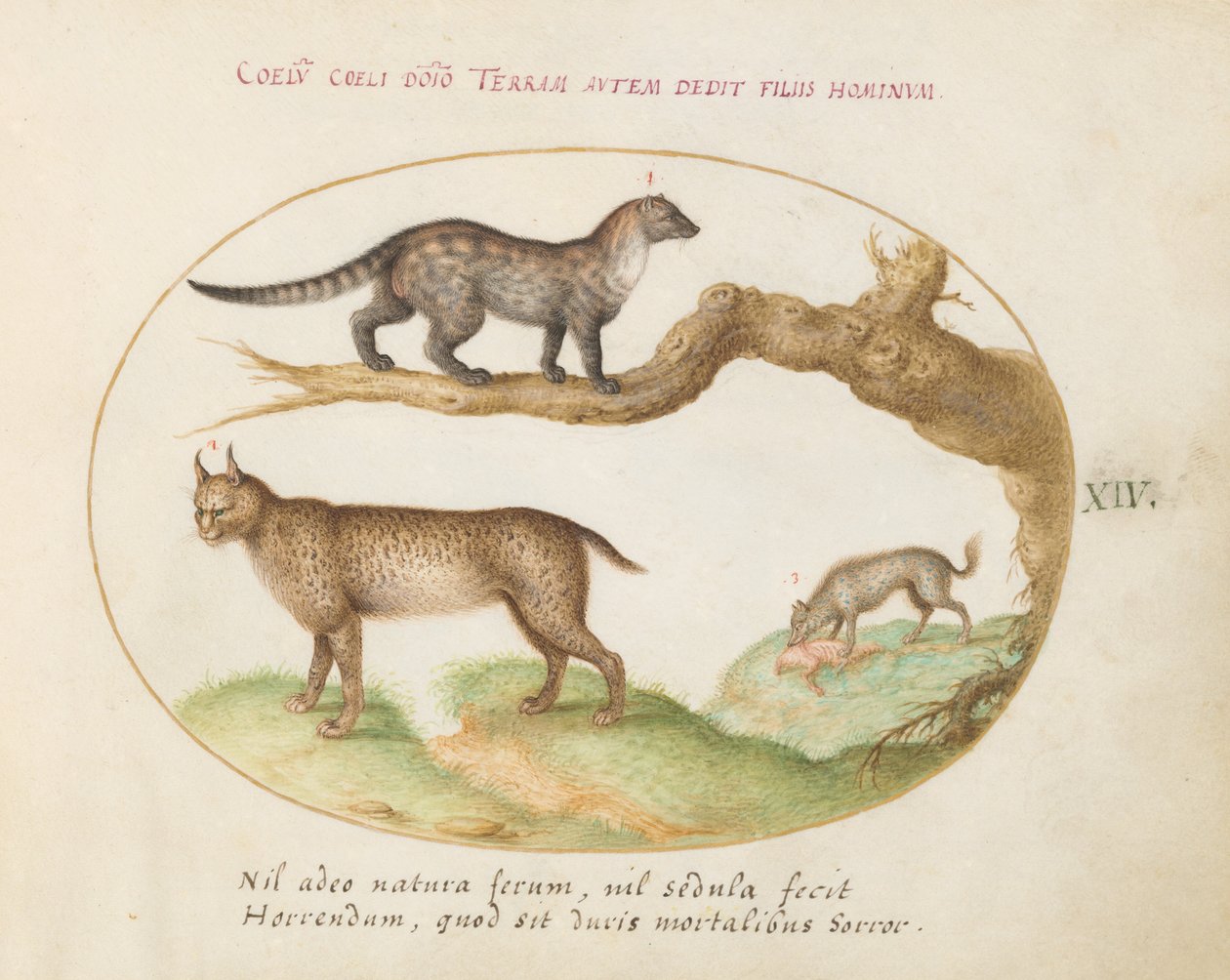 Piatto 14: Una zibetto, una lince e una iena da Joris Hoefnagel