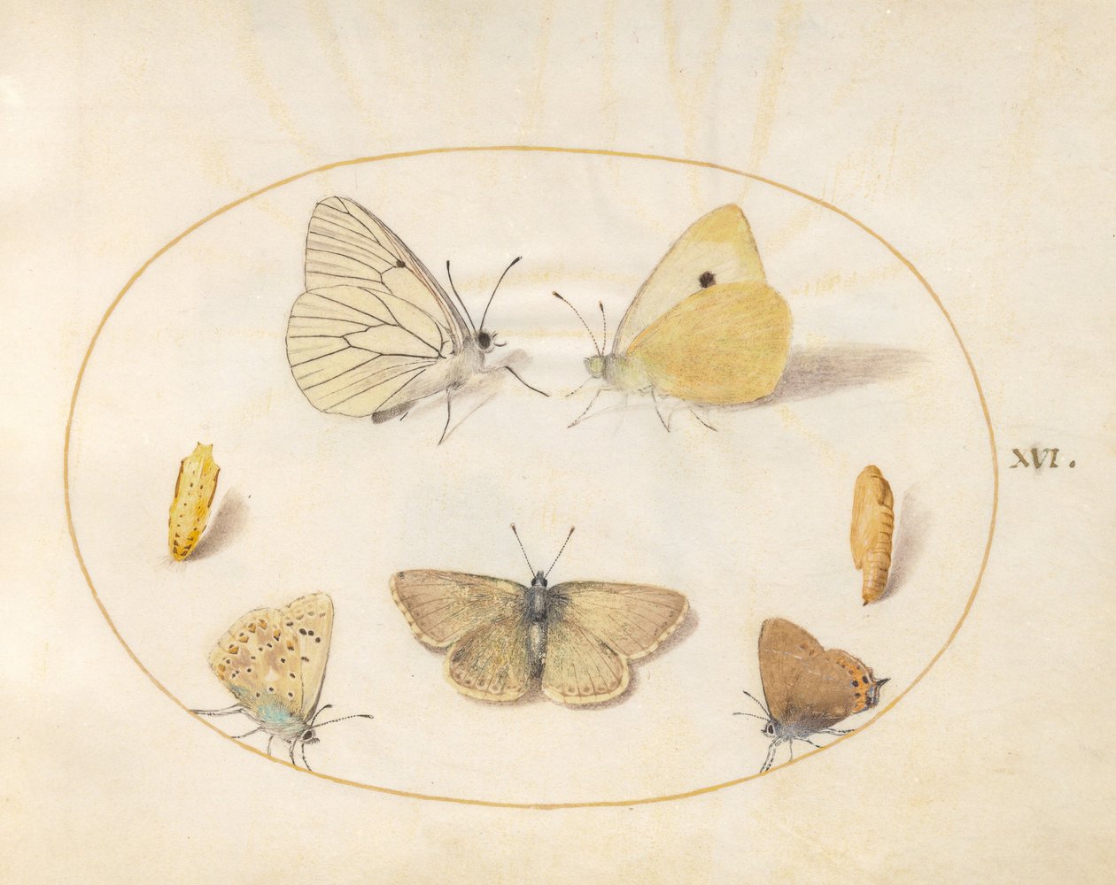Tavola 16: pieride del biancospino, colia comune, tecla della betulla (?), argus del geranio (?) e icense comune con due crisalidi da Joris Hoefnagel