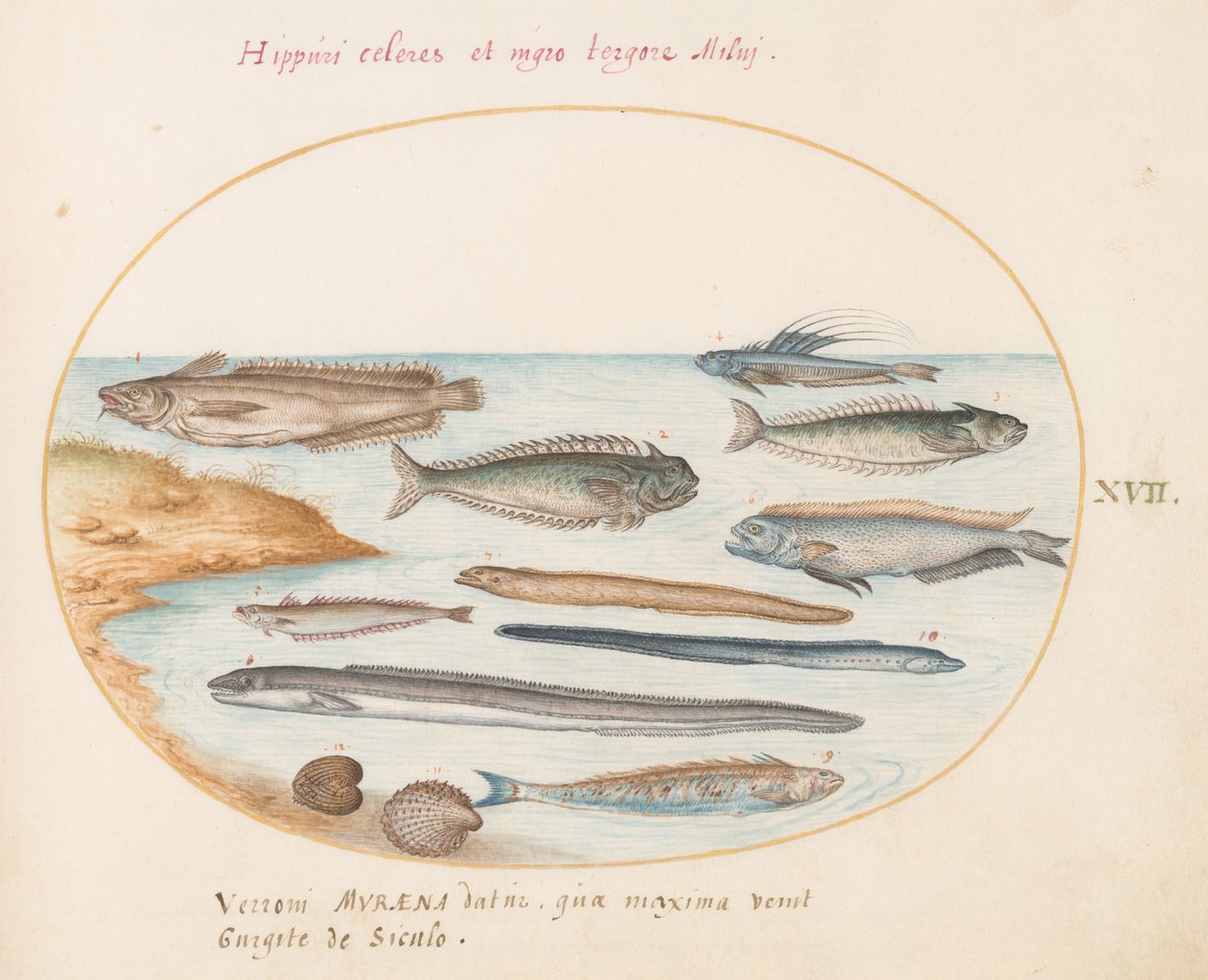 Tavola 17: Un Merluzzo, un Pesce Ragno, Anguille e Altri Pesci da Joris Hoefnagel
