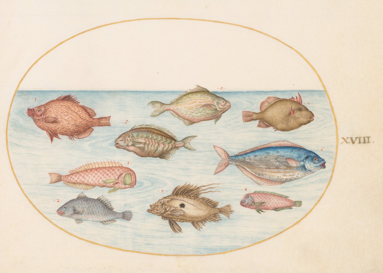 Tavola 18: pesce porco, pesce rasoio, pesce burro, un pesce San Pietro e altri pesci da Joris Hoefnagel