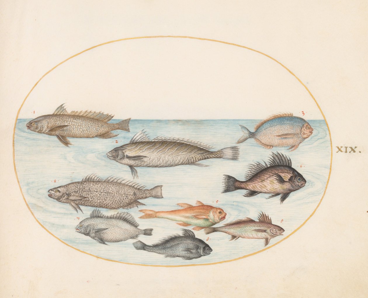 Tavola 19: Un pesce damigella e altri pesci, tra cui due “Coracini” da Joris Hoefnagel