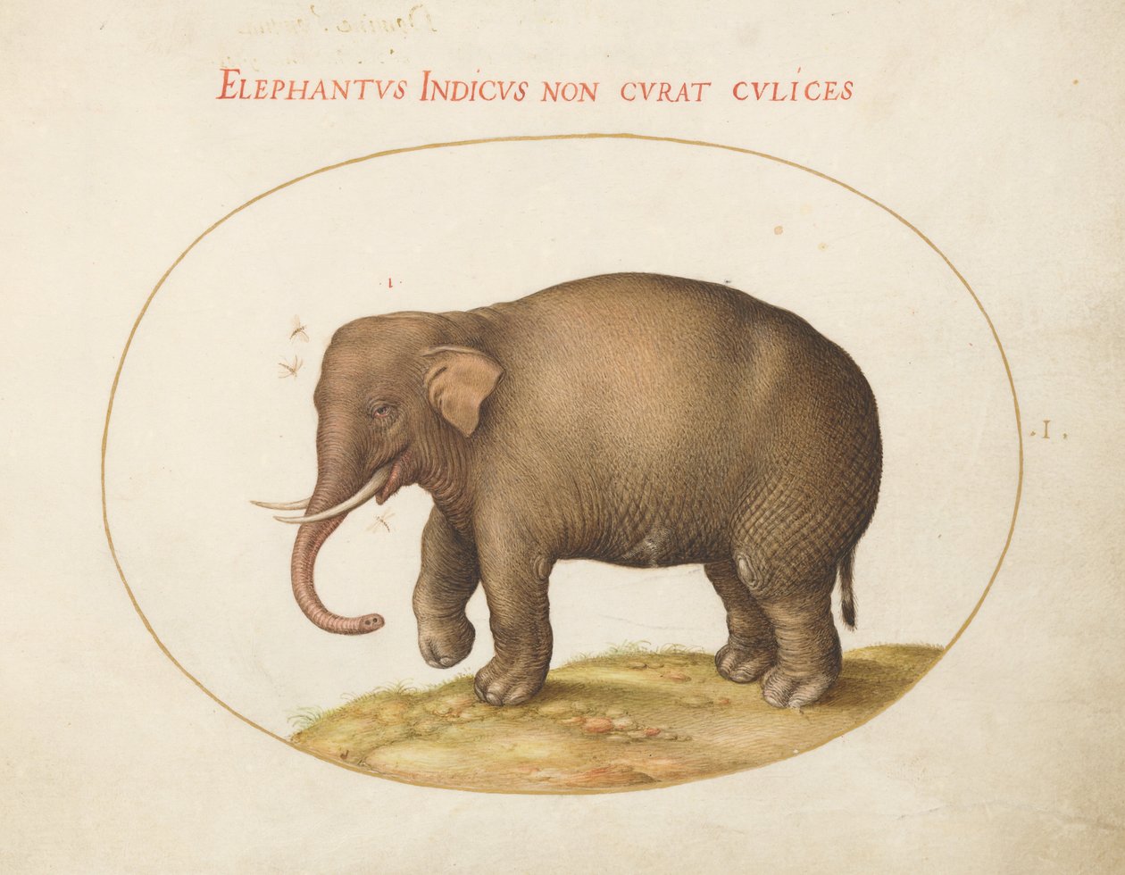 Tavola 1: Elefante con insetti da Joris Hoefnagel