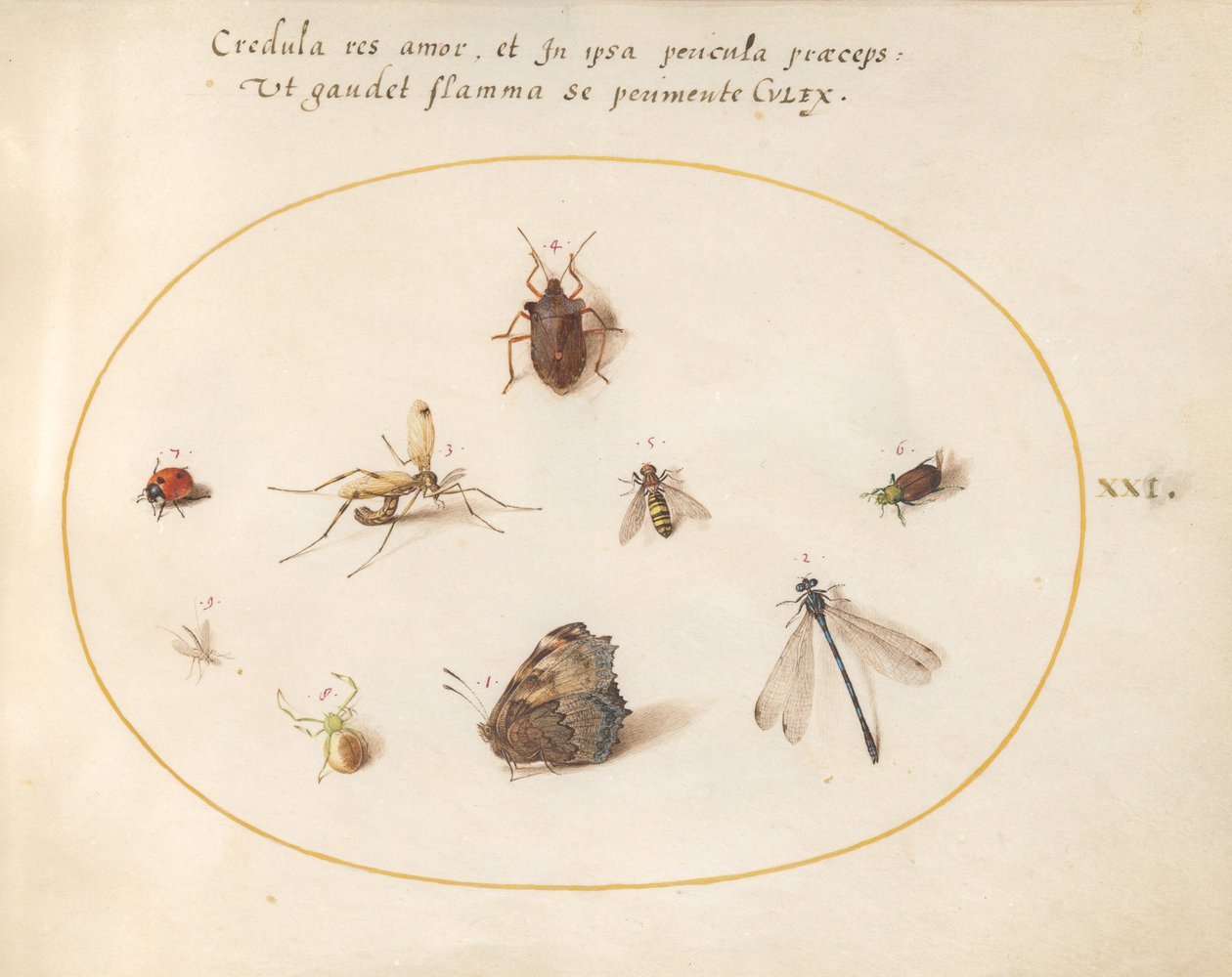 Tavola 21: Una farfalla con una libellula, una coccinella e altri cinque insetti da Joris Hoefnagel
