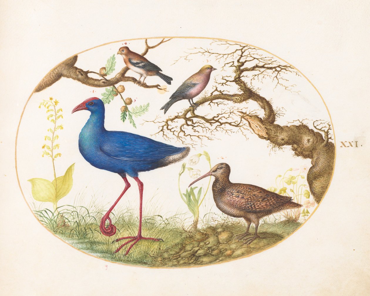 Tavola 21: gallina di palude e beccaccia con un carpodaco striato, un fringuello e galle di quercia da Joris Hoefnagel