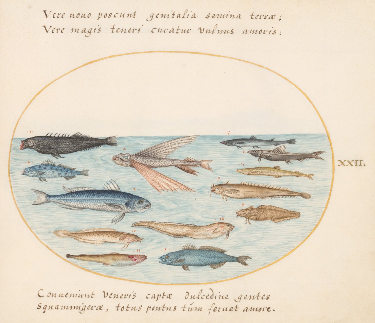 Tavola 22: Triglia, pesce volante, anguille e altri pesci da Joris Hoefnagel