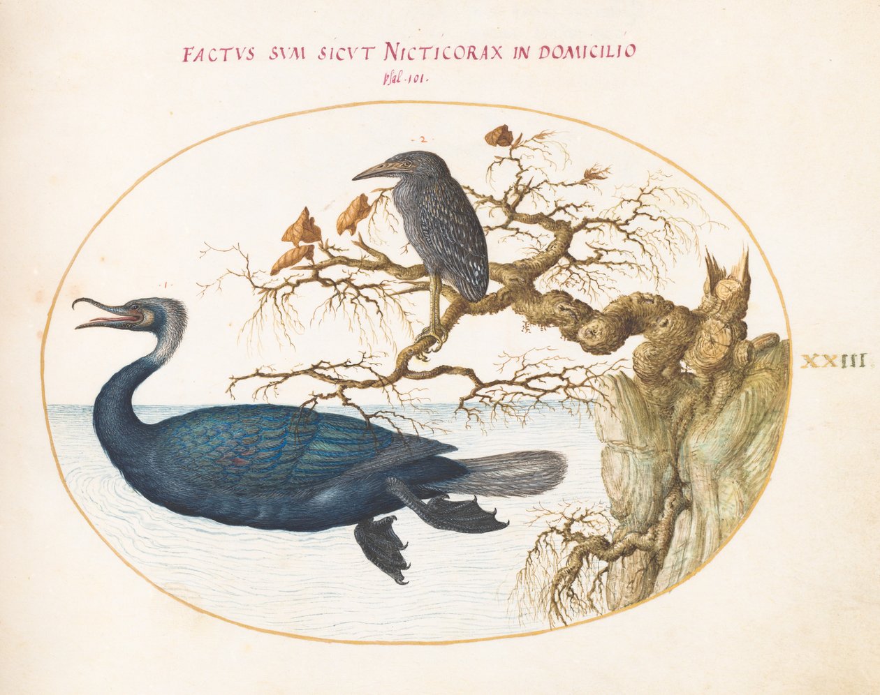 Cormorano di Brandt con un Giovane Airone Notturno Incoronato da Joris Hoefnagel