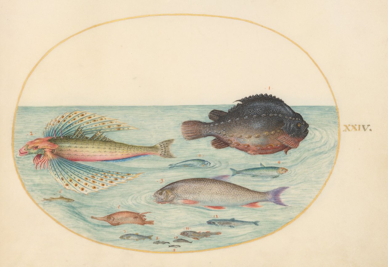 Tavola 24: Pesce-rondine volante, pesce-palla maschio, pesce-becco a spina lunga e altri pesci da Joris Hoefnagel