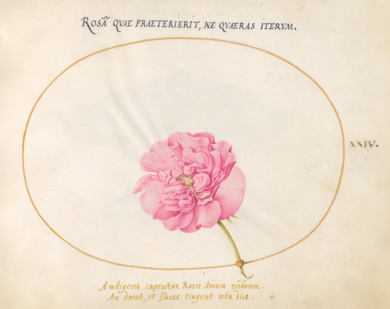 Tavola 24: Rosa rosa da Joris Hoefnagel