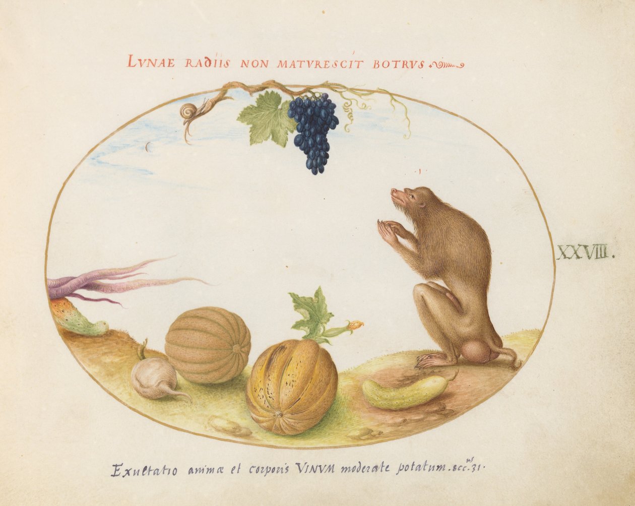 Piatto 28: Una "Tartarina" (Macaco di Barberia?) con Frutta e una Lumaca da Joris Hoefnagel