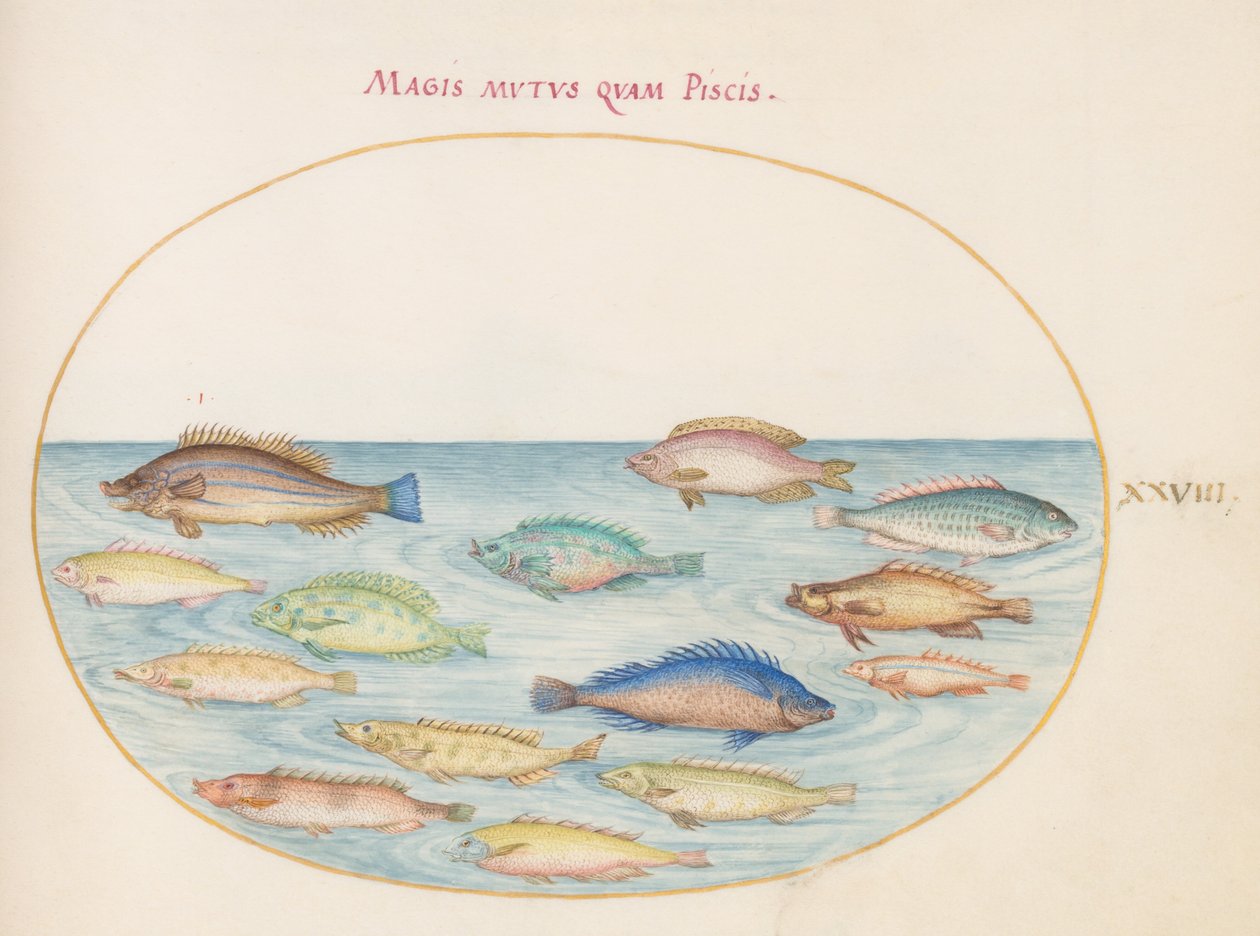 Tavola 28: Orata(?) e altri pesci da Joris Hoefnagel