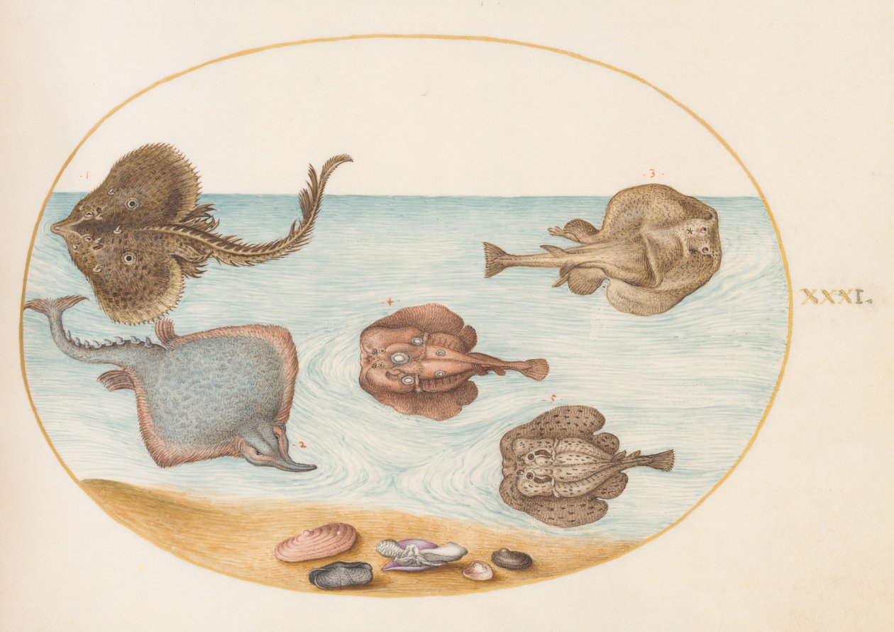 Tavola 31: torpedine marmorizzata con altre razze, conchiglie e un mollusco nella sua conchiglia da Joris Hoefnagel