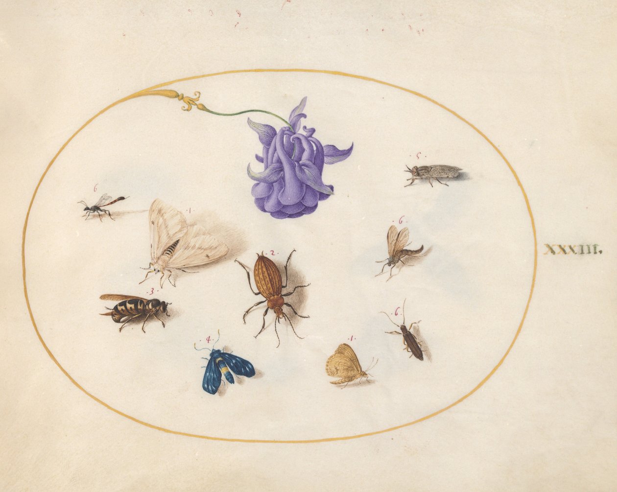 Tavola 33: falena e farfalla con altri insetti e un fiore di aquilegia da Joris Hoefnagel