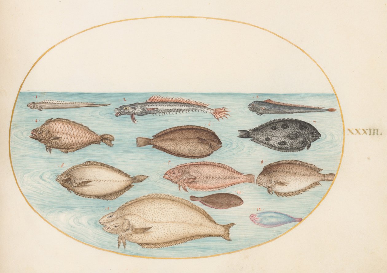Tavola 33: sogliola e altri pesci piatti con pesce nastro(?) da Joris Hoefnagel