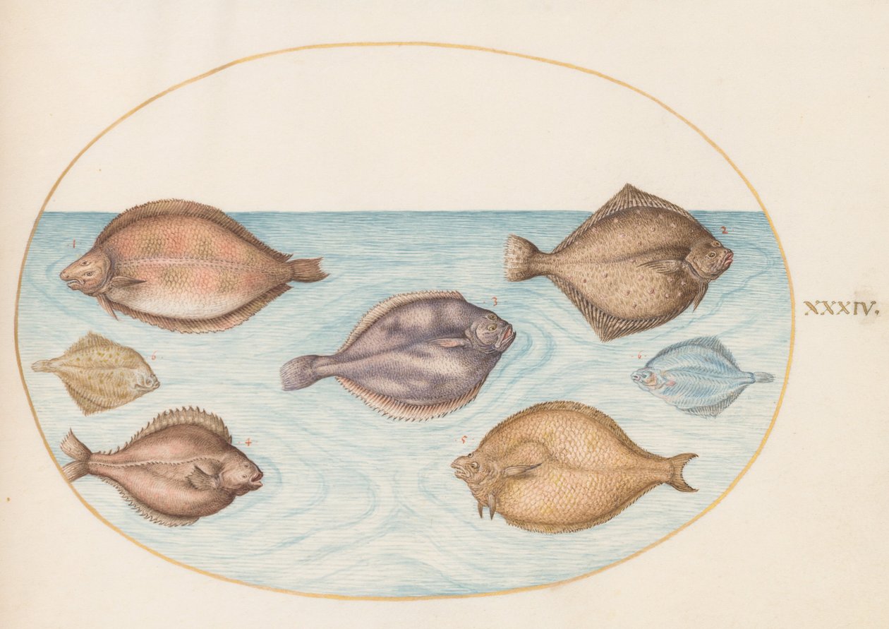 Tavola 34: Sette pesci piatti da Joris Hoefnagel