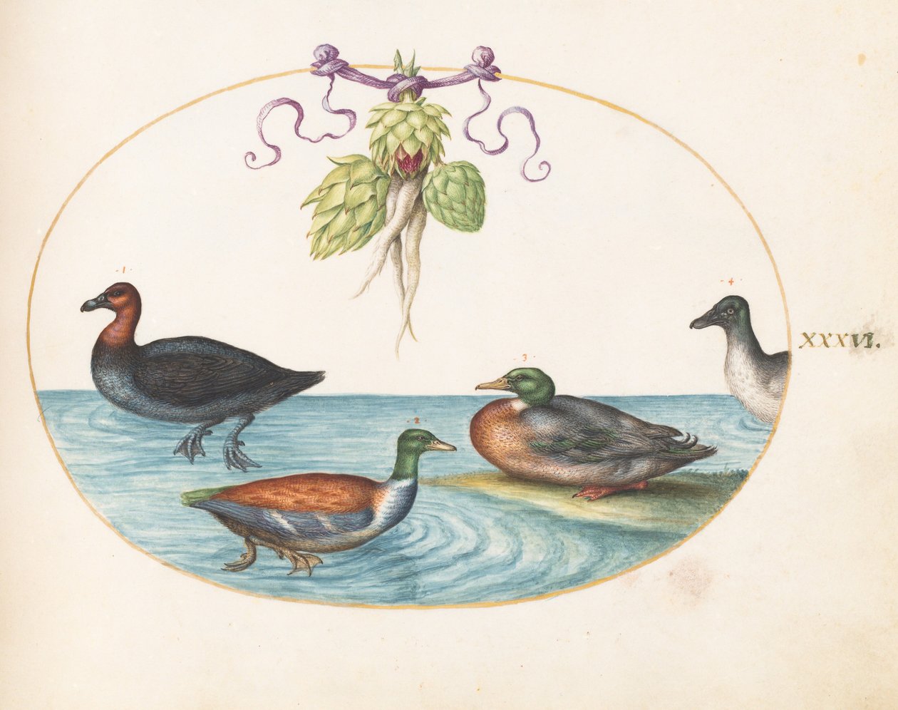 Tavola 36: smergo dal petto rosso, mestolone e germano reale, e anatra con carciofi da Joris Hoefnagel