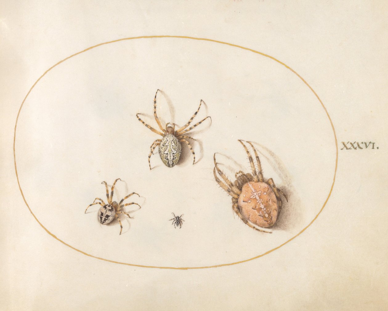 Tavola 36: Tre ragni grandi e un ragno piccolo da Joris Hoefnagel