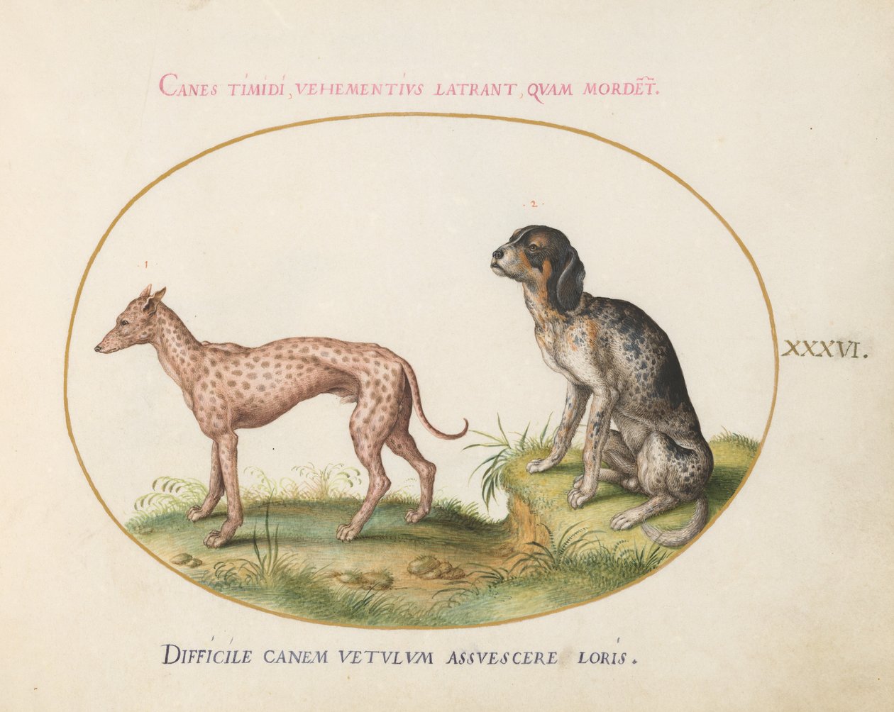 Tavola 36: Due Cani Maculati da Joris Hoefnagel