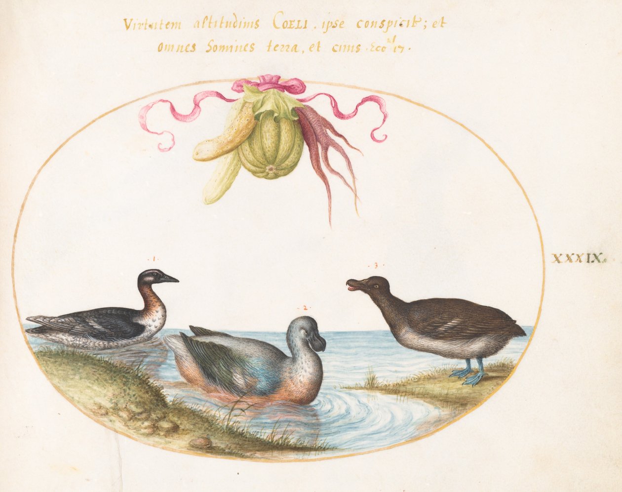Tavola 39: Tre Uccelli Acquatici, Uno con Piedi Blu, Sotto una Ghirlanda di Prodotti da Joris Hoefnagel