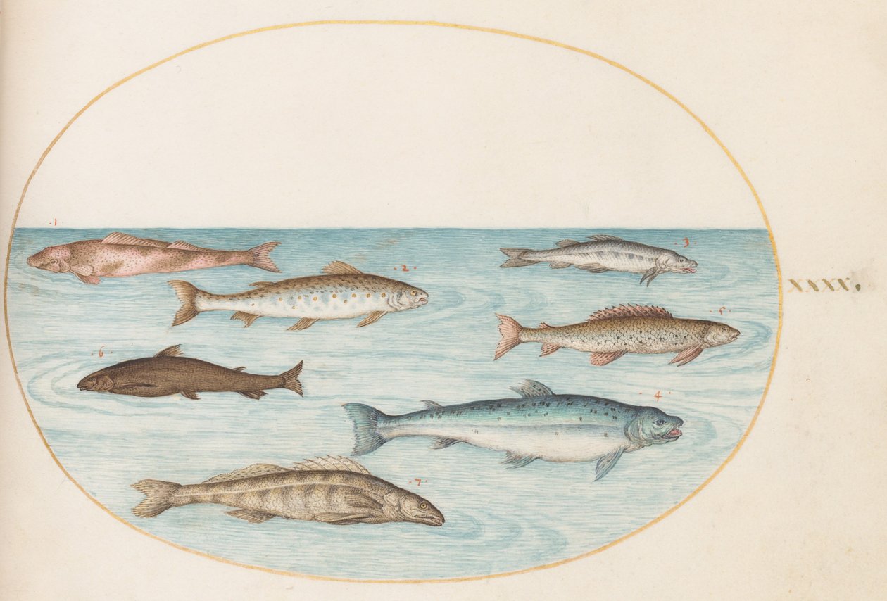 Tavola 40: Salmone, trota e pesci d