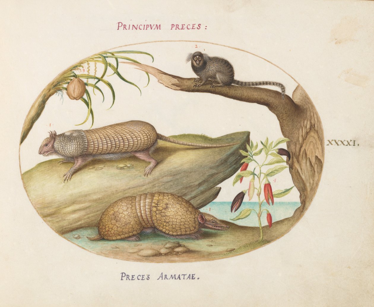 Tavola 41: Due Tipi di Armadilli con un Uistitì, una Palma da Cocco e una Pianta di Pepe da Joris Hoefnagel