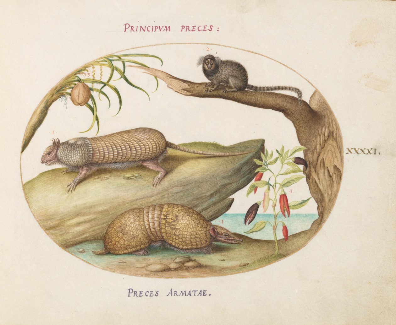 Tavola 41: Due tipi di armadilli con un uistitì, una palma da cocco e una pianta di pepe da Joris Hoefnagel