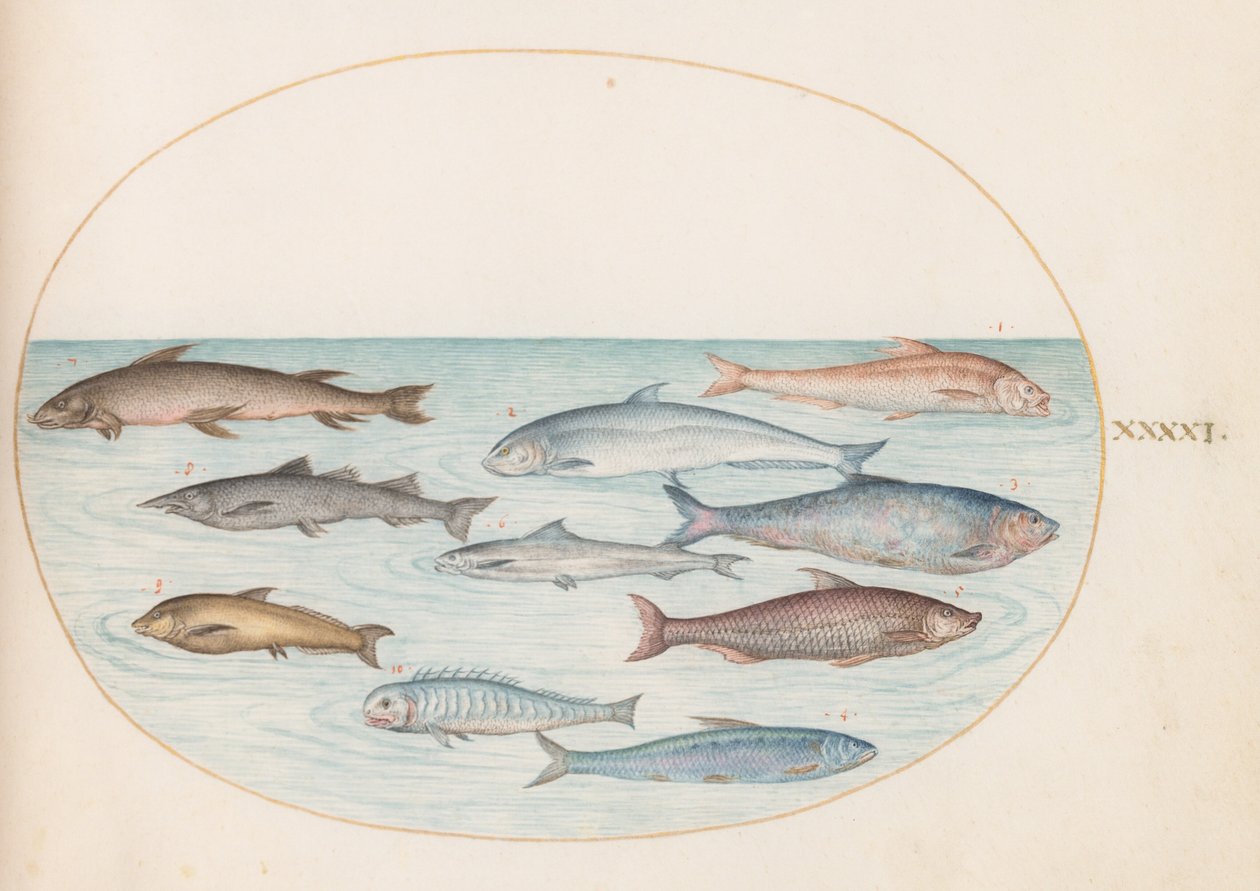 Tavola 41: Coregoni(?) e altri pesci da Joris Hoefnagel