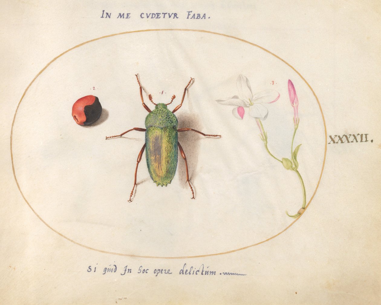 Tavola 42: Coleottero gioiello con una galla vegetale(?) e un fiore da Joris Hoefnagel