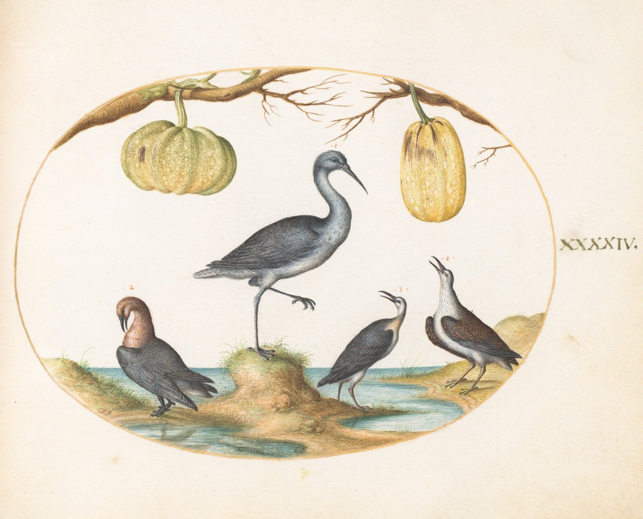 Tavola 44: Pittima (?) e piovanelli con due zucche da Joris Hoefnagel