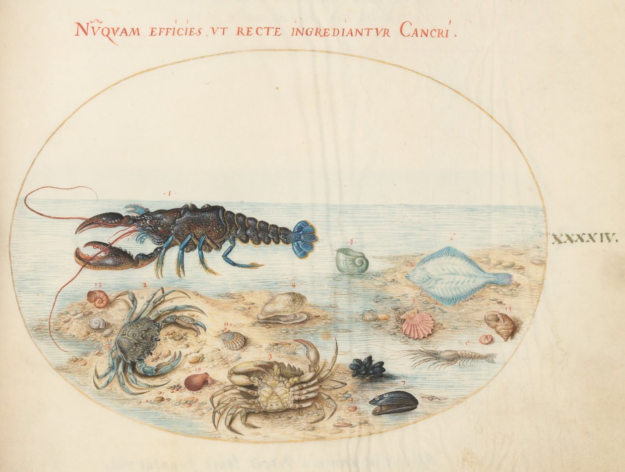 Tavola 44: aragosta, due granchi, conchiglie di capesante e altra fauna marina da Joris Hoefnagel