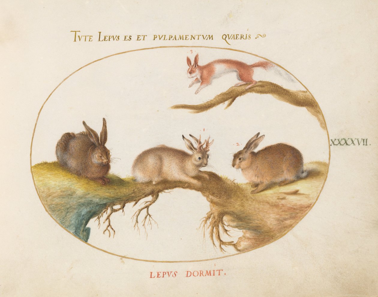 Tavola 47: una lepre, «Jackalope», un coniglio e uno scoiattolo maculato da Joris Hoefnagel