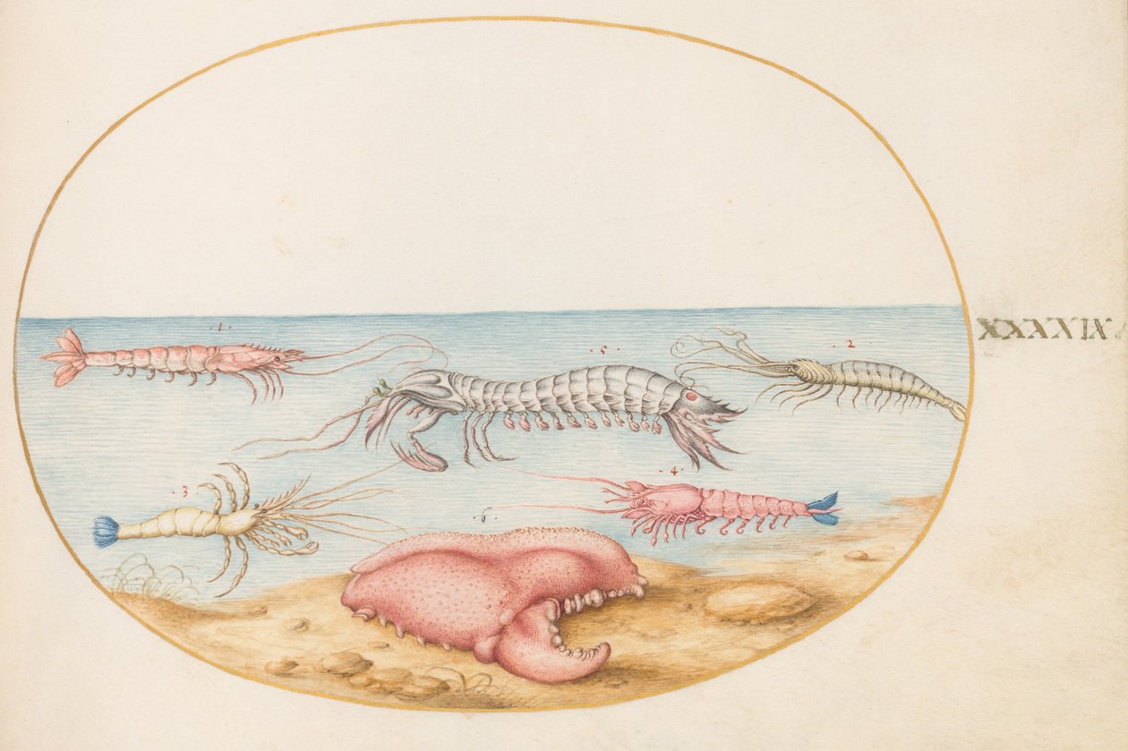 Tavola 49: canocchia e chela di un gambero di fiume europeo da Joris Hoefnagel