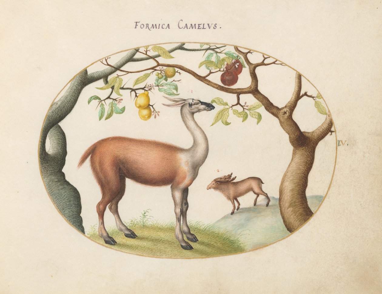 Tavola 4: Lama e alce da Joris Hoefnagel