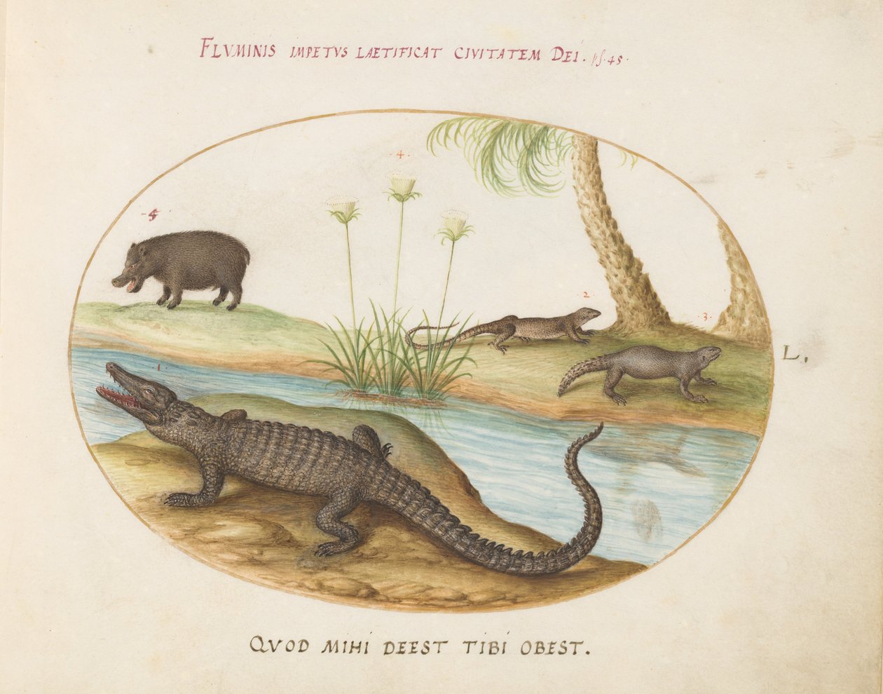Un coccodrillo(?), un ippopotamo(?), e due lucertole con una pianta di papiro da Joris Hoefnagel